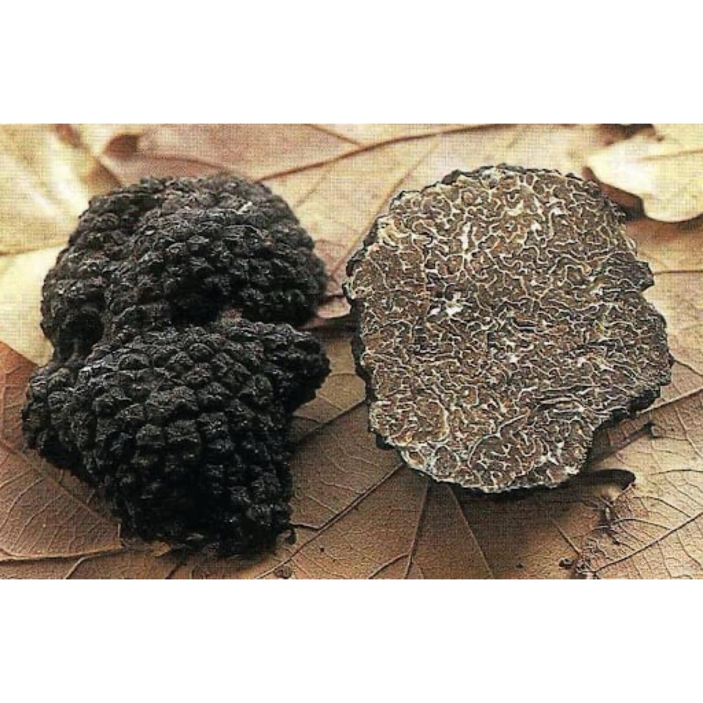 Tuber Uncinatum 100 g