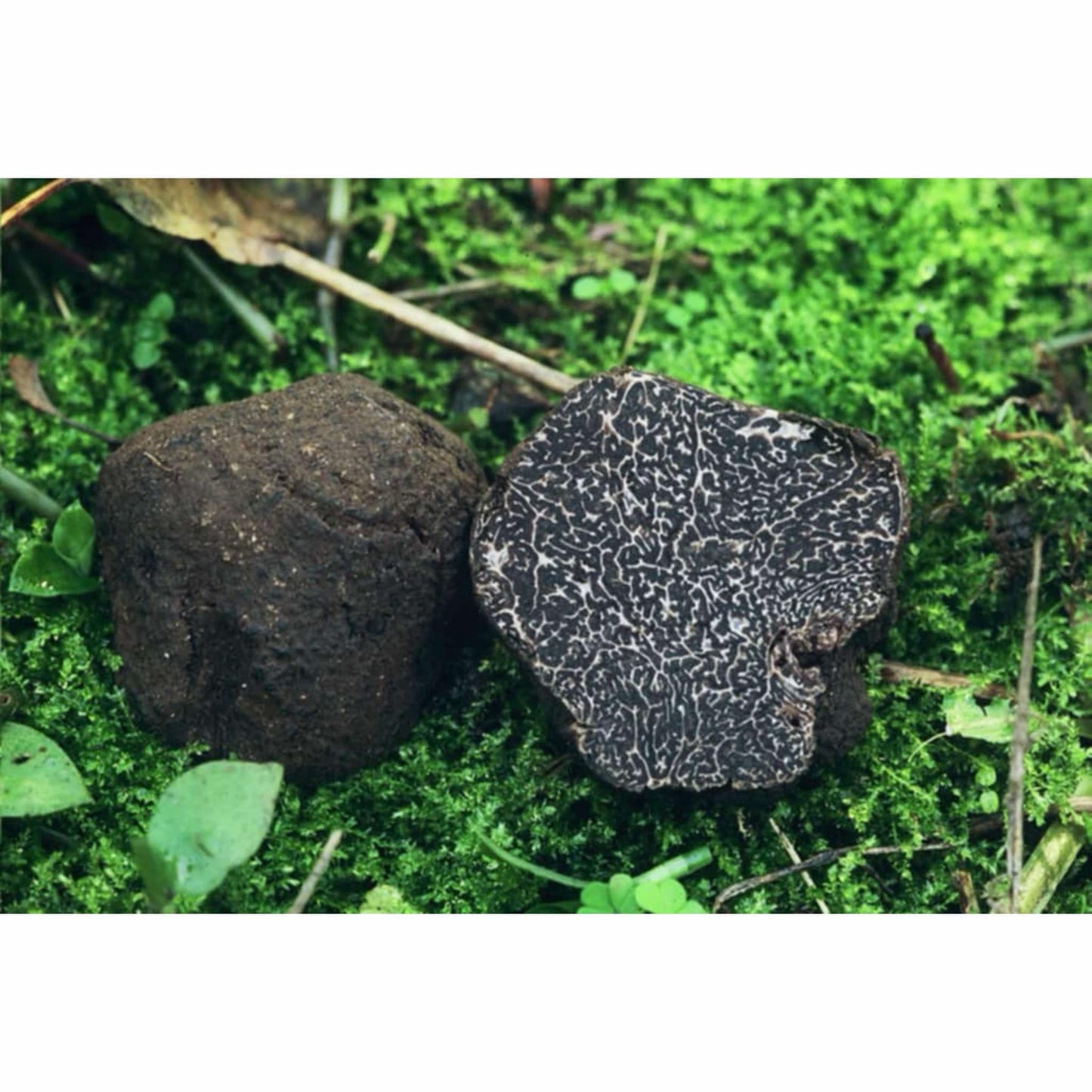 Belles truffes noires fraîches Tuber Melanosporum 100g dans l'herbe