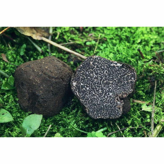 Belles truffes noires fraîches Tuber Melanosporum 100g dans l'herbe